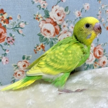 セキセイインコ  イエロースパングル 🌱💛٭