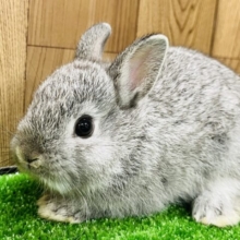 一目見たらハマります。。。ネザーランドドワーフ(チンチラ)