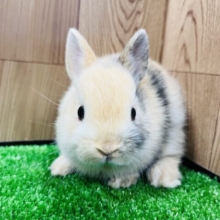 可愛さ最高級♡ネザーランドドワーフ(トーティ)