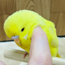 なでなで大好きかまってちゃん♡♡ジャンボセキセイインコ(レースウィング)