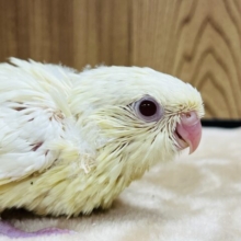 まるっところっと◎サザナミインコ(クリームイノ) ヒナ