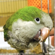 ツンデレオキナはいかがですか？‪☆オキナインコ(グリーン)