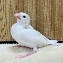 【最新画像更新🪄】迷惑そうな表情が逆にっっっ　惹かれます～　白文鳥～～