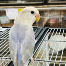【最新画像更新🪄】上目遣いでメロメロに💗コザクラインコ(バイオレットシナモンオパーリン) ヒナ