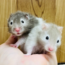 どちらのカラーがお好みですか？♡セーブルハムスター(男の子)