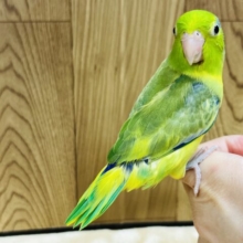 【最新画像更新🪄ひとり餌になりました！！】小さな体と大きな存在感✨️マメルリハ(パイド)男の子 ヒナ