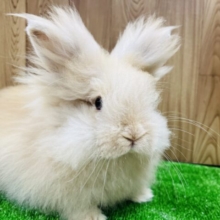 動くぬいぐるみ♡アンゴララビット(男の子)