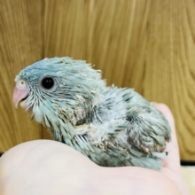 優しい雰囲気に癒されます♡サザナミインコ(ブルースパングル) ヒナ