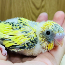 元気いっぱいの綿毛ちゃん☁️セキセイインコ(ハルクイン) ヒナ