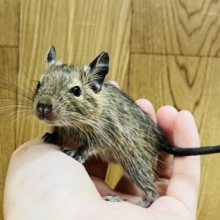 ベビベビサイズのデグーくん☆(男の子)
