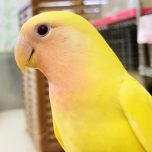明るく元気なカラー　小桜インコ　ルチノー　Ｒ５　４／２６撮影