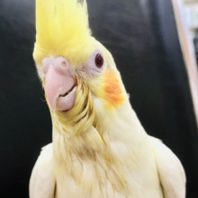 少しむっちりさん　オカメインコ　Ｒ５　５／３１撮影