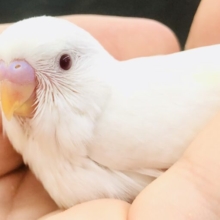 純白カラーは６月のイメージカラー？　セキセイインコ　R５　６／１４撮影
