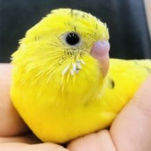 ハルクインってなんかいいですよね　セキセイインコ　Ｒ５　６／７撮影