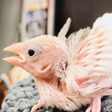 文鳥がやってきた～　R５　６／１４撮影