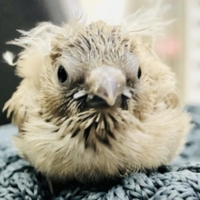 薄いカラーが人気の子　キンカチョウ　R５　６／１４撮影