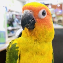【最新画像更新✨】ちょ～ベタなれ！！　コガネメキシコインコ　Ｒ５　４／８撮影