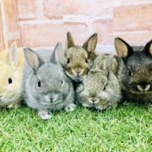 この夏はお家でまったりと動物のお世話はいかがですか？