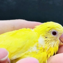 梅雨の湿気に負けず元気ですかーー？　セキセイインコ　R５　６／２１撮影