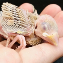 ご飯を食べたらスヤスヤタイム　シナモン文鳥　R５　６／２１撮影