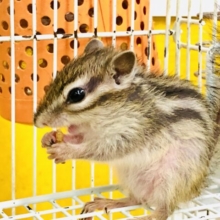 今回で今年は最後かも?!　シマリスのベビーちゃん、入舎です☆　R５　6／2撮影