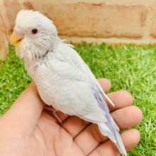 【幻級ライラック✨】セキセイインコ　ファロー入舎しちゃいました～(*´▽｀*)　