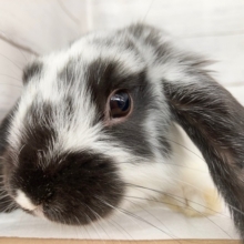 ロップイヤーラビット（ブロークンブラック）　なでなでOKなかわいい子が来ました！