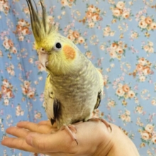 最高にイケてます🌟素敵なパール模様❤︎手乗りオカメインコさん❤︎