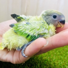 ❤️‍🔥将来はだるまさん！？緑と赤の最強カラー❤️‍🔥　コザクラインコ　オパーリン