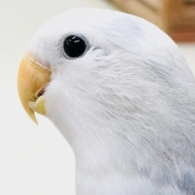 青と白のグッとカラー　コザクラインコ　Ｒ５　６／２２撮影