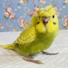 限りなく愛おしい❤︎天使の羽ʚɞ羽衣セキセイインコ(オリーブグリーン)