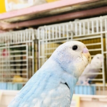 スカイブルー　セキセイインコ　Ｒ５　７／６撮影