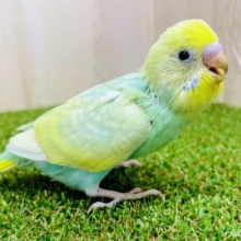 あはっ☆とご機嫌よくご挨拶〜🥭　セキセイインコ　パステルカラーレインボー