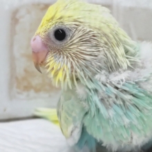 色合い最高カラー🌈 セキセイインコ(パステルレインボー)