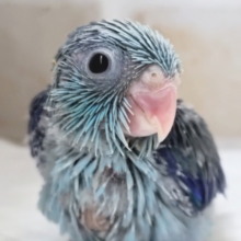 青のかわいい子～🩵 マメルリハインコ(ブルー)
