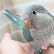 最新画像あり！ とってもキレイなブルー💙 オキナインコ(アクアブルー)