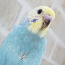 パッチリ、パステル～🌈 セキセイインコ(パステルレインボー)