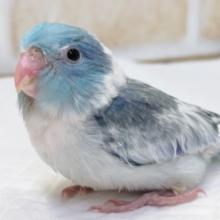 ブルーいっぱい～🔵 マメルリハインコ(ブルーパイド)