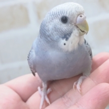 青みがかったグレー🕊️ セキセイインコ(グレーオパーリン)