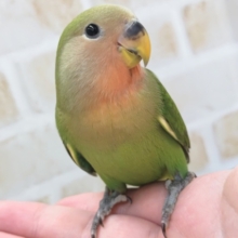 メロメロになっちゃう～🌸 コザクラインコ(ノーマル)