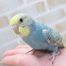 ツンデレレインボー🌈 セキセイインコ(レインボー)