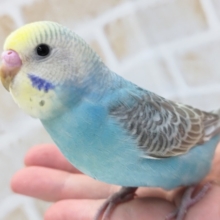最新画像あり！ ブルーと黒が、グッド～🌈 セキセイインコ(レインボー)