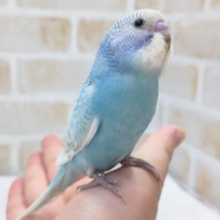 最新画像あり！ キレイな魅力的ブルー🩵 セキセイインコ(ブルースパングル)