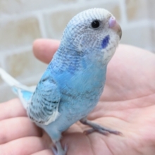 最新画像あり！ 定番ブルーさん～🐣 セキセイインコ(ブルーオパーリン)