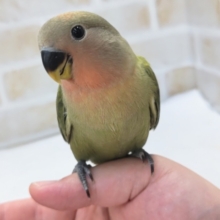 最新画像あり！ 立派な桜を咲かせてねっ～🌸 コザクラインコ(オパーリン)
