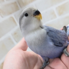 最新画像あり！ 色合いたまらない～💜 コザクラインコ(バイオレットオパーリン)