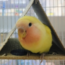 最新画像更新❤キラキラ✴︎うぶうぶ綿毛パンツの小桜インコ（ゴールデンチェリー）