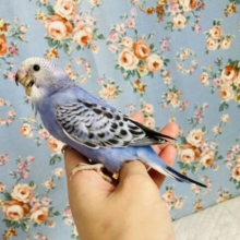 最新画像🌟人気のバイオレット💙✩⡱手乗りセキセイインコ(オパーリン)