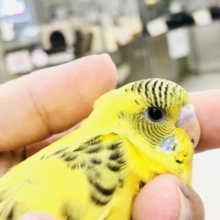 パッと見は虎？　セキセイインコ　Ｒ５　７／１３撮影