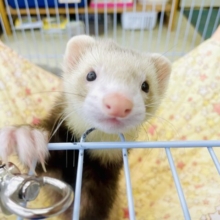 眠たんなお顔にも癒される🍀　マーシャルフェレット　スターリングバターミット　男の子